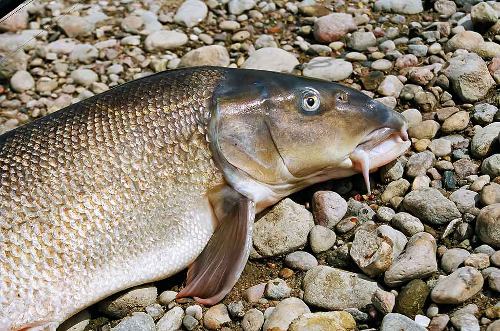 Kaip sutramdyti „arklius“. Pirma dalis