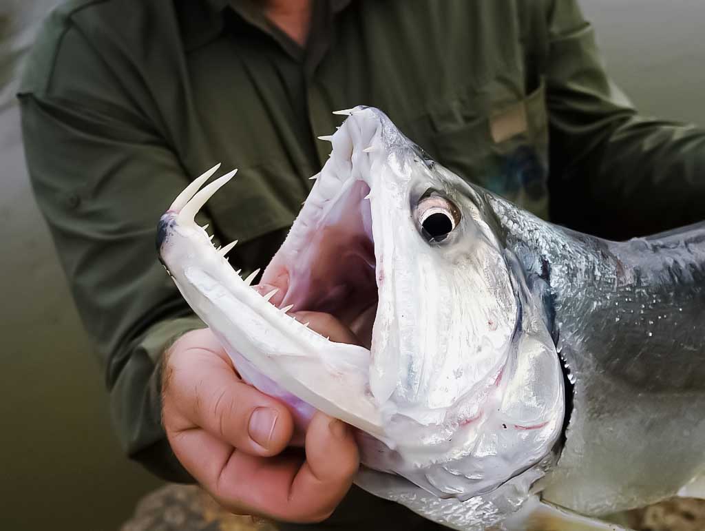 Žuvis vampyras arba pajara (Hydrolycus scomberoides Žuvis vampyras arba pajara (Hydrolycus scomberoides