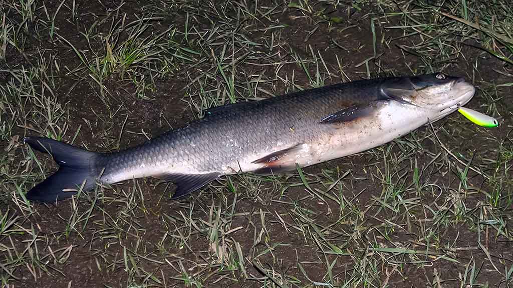 Naktinis spiningavimas vasarą ir kitais metų laikais Naktinis spiningavimas vasarą ir kitais metų laikais