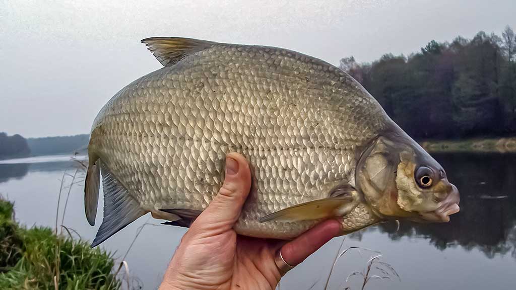 Nemunas, plūdinė ir senos dambos. Kitaip nei vasarą Nemunas, plūdinė ir senos dambos. Kitaip nei vasarą