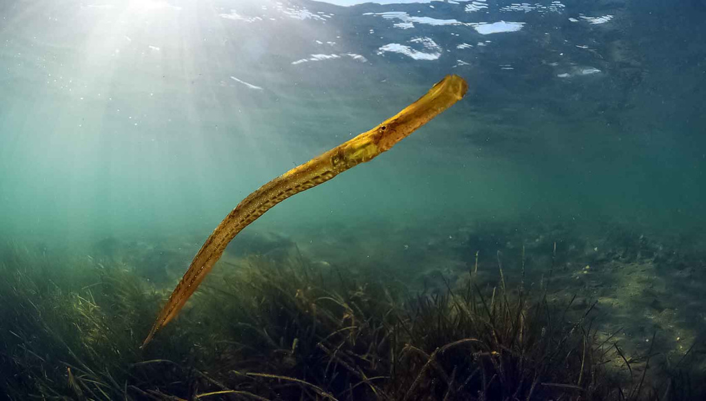 Jūrų adata arba didžioji adatžuvė (Syngnathus typhle)