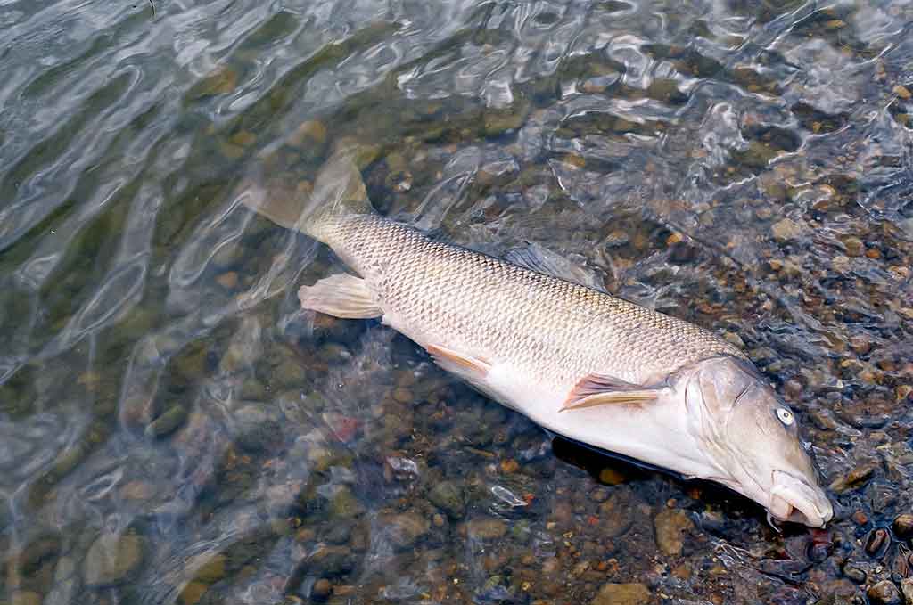 Kaip sutramdyti „arklius“. Pirma dalis