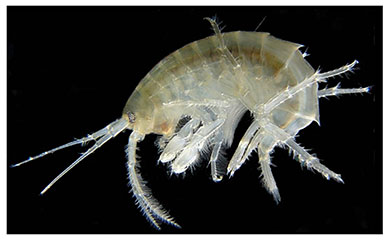Ežerinė šoniplauka (Gammarus lacustris)