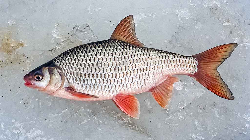 Kuoja Kuoja