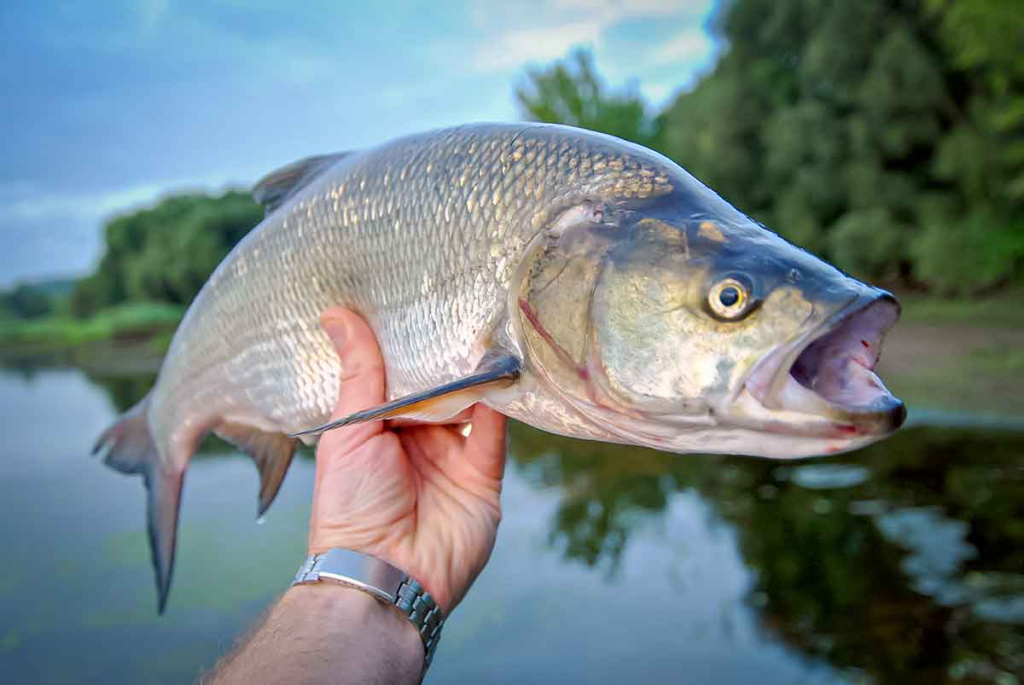 Apie saulę, vėją ir lietų. Antra dalis Apie saulę, vėją ir lietų. Antra dalis