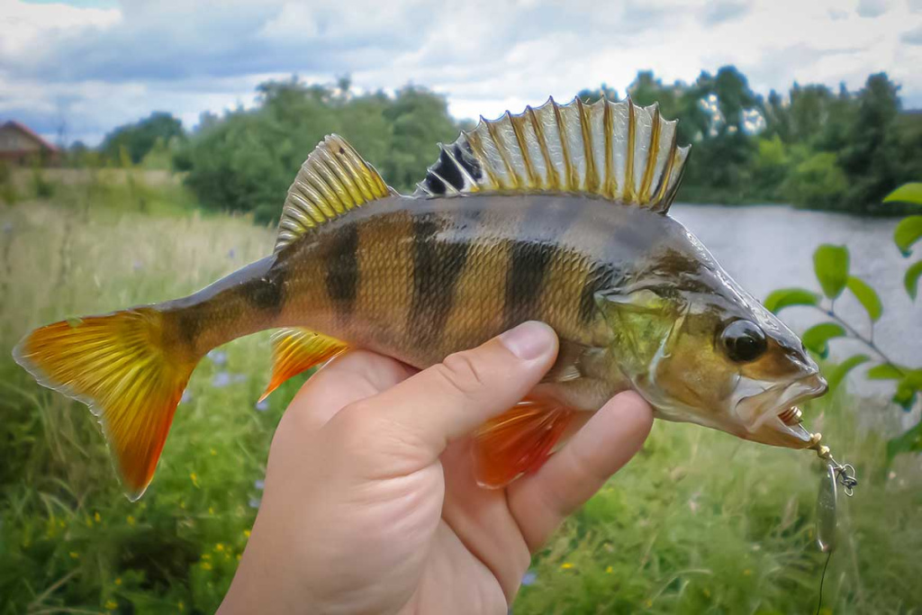 Nepailstanti žuvų viliotoja. 2 dalis Nepailstanti žuvų viliotoja. 2 dalis