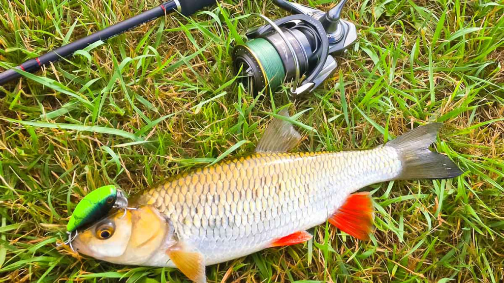 Šapalų žūklė, kai ateina gegužis. Antra dalis Šapalų žūklė, kai ateina gegužis. Antra dalis
