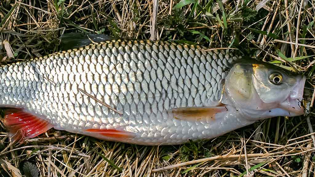 Šapalo šypsena. Antra dalis Šapalo šypsena. Antra dalis