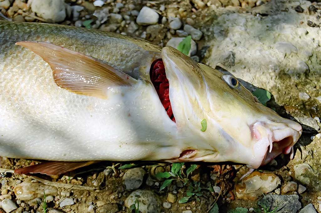Kaip sutramdyti „arklius“. Pirma dalis