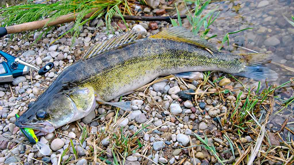 Išsamiai apie membranines bridkelnes. Trečia dalis Išsamiai apie membranines bridkelnes. Trečia dalis