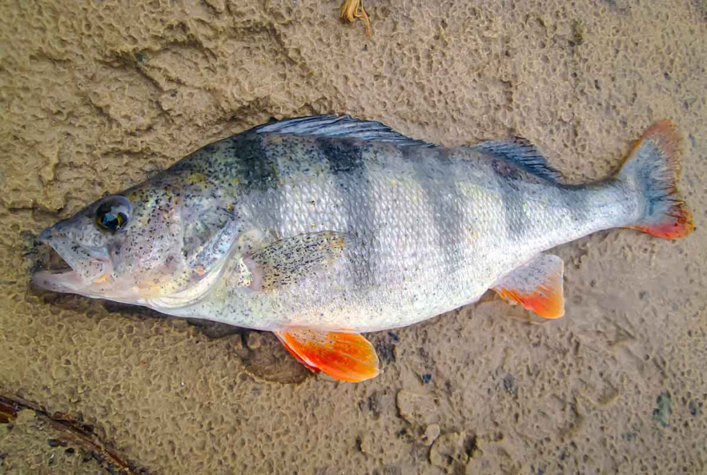Paprastą spalio dieną prie Nevėžio. Pirma dalis