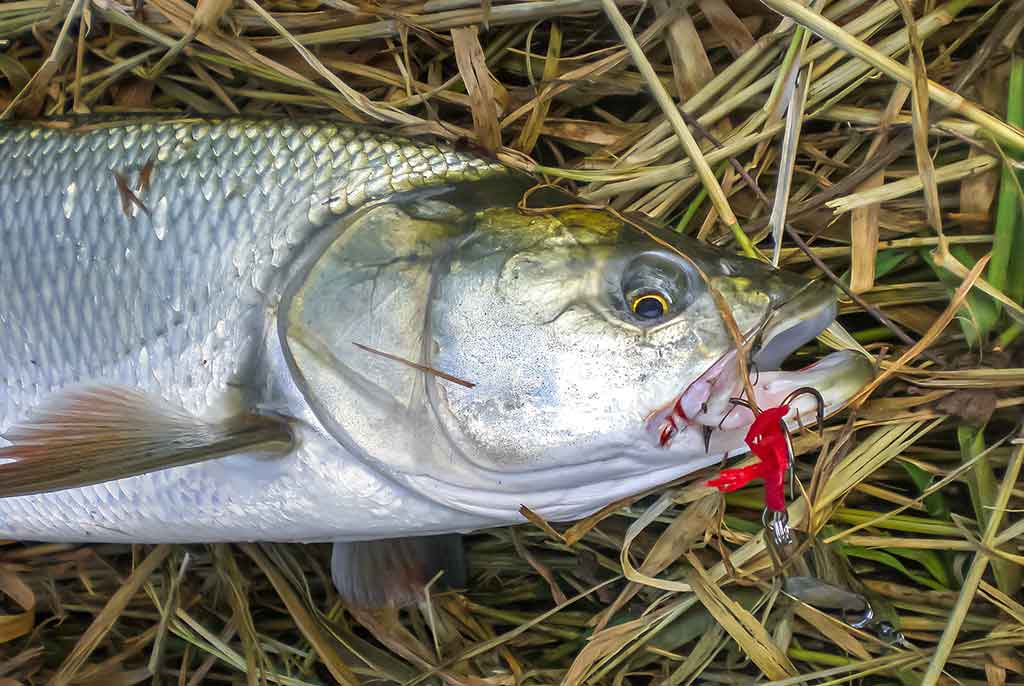 Ne tik salatiniai delikatesai. Antra dalis