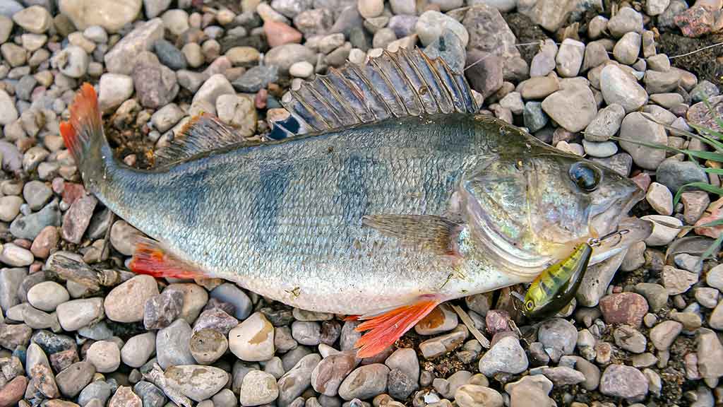Išsamiai apie membranines bridkelnes. Antra dalis