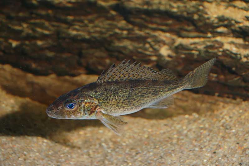 Pūgžlys Pūgžlys