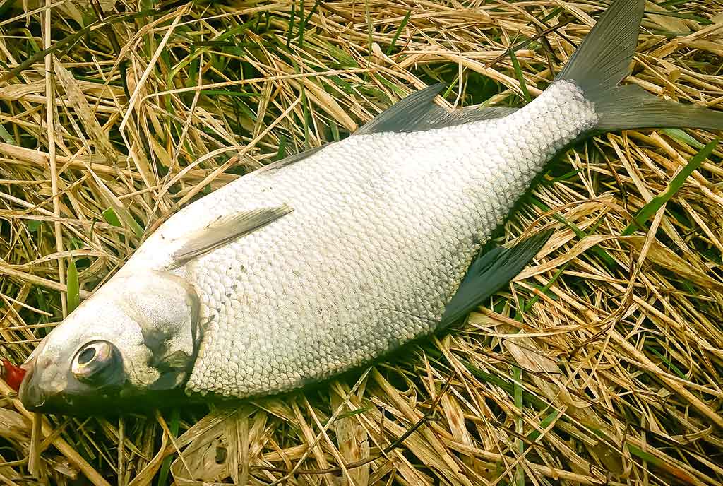 Didelė mažų svarelių reikšmė. Pirma dalis Didelė mažų svarelių reikšmė. Pirma dalis