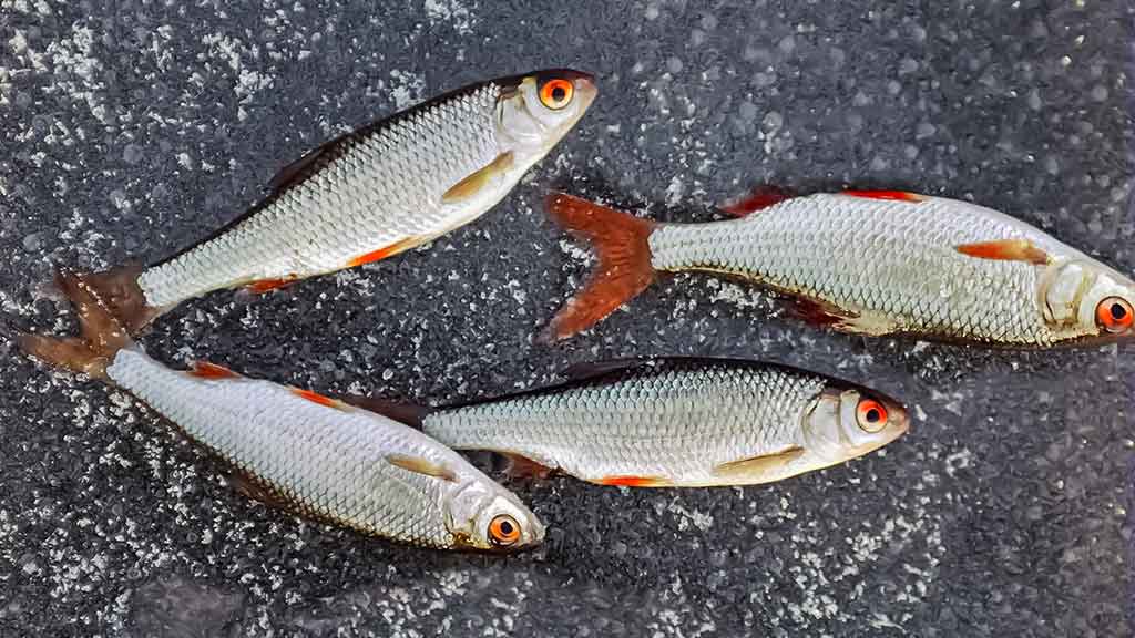 Kuoja Kuoja