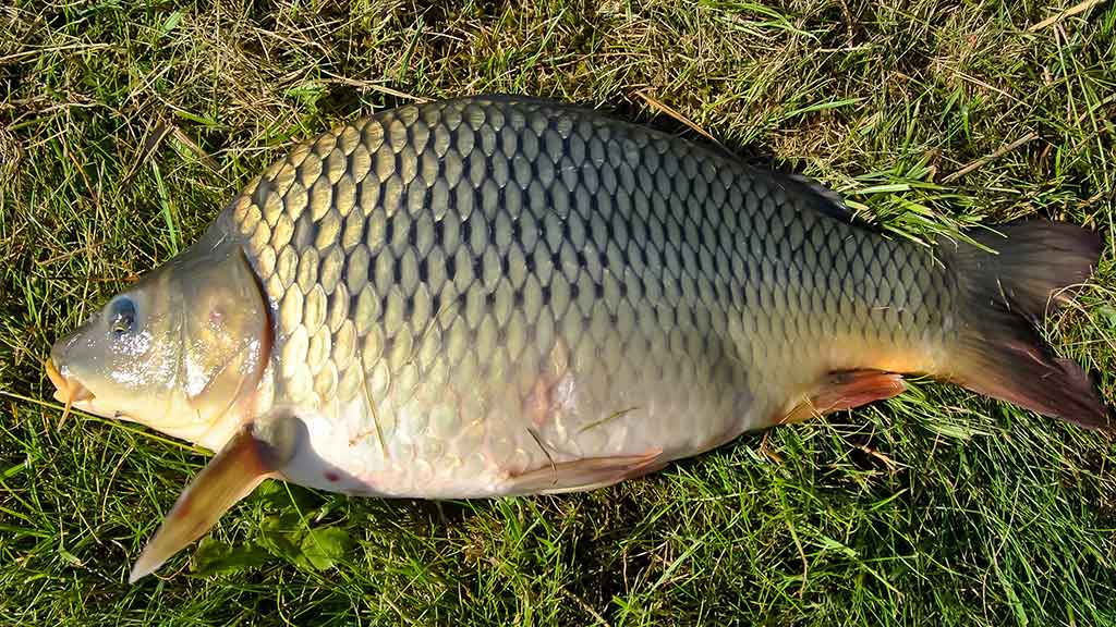 Karpis
