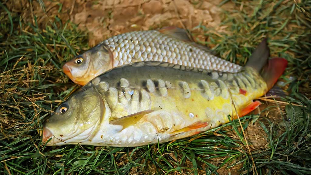 Karosus – dugnine meškere. Pirma dalis