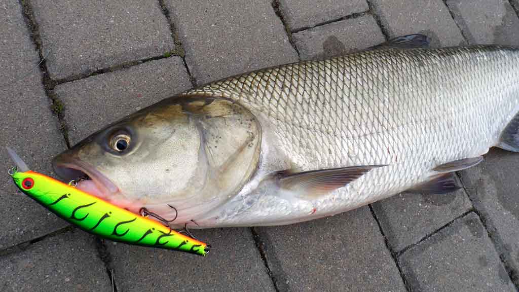 Ar salatis – konservatyvi žuvis? Pirma dalis