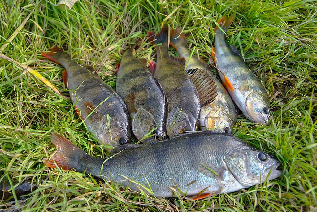 Kaip pagauti prisnūdusį Nevėžio ešerį