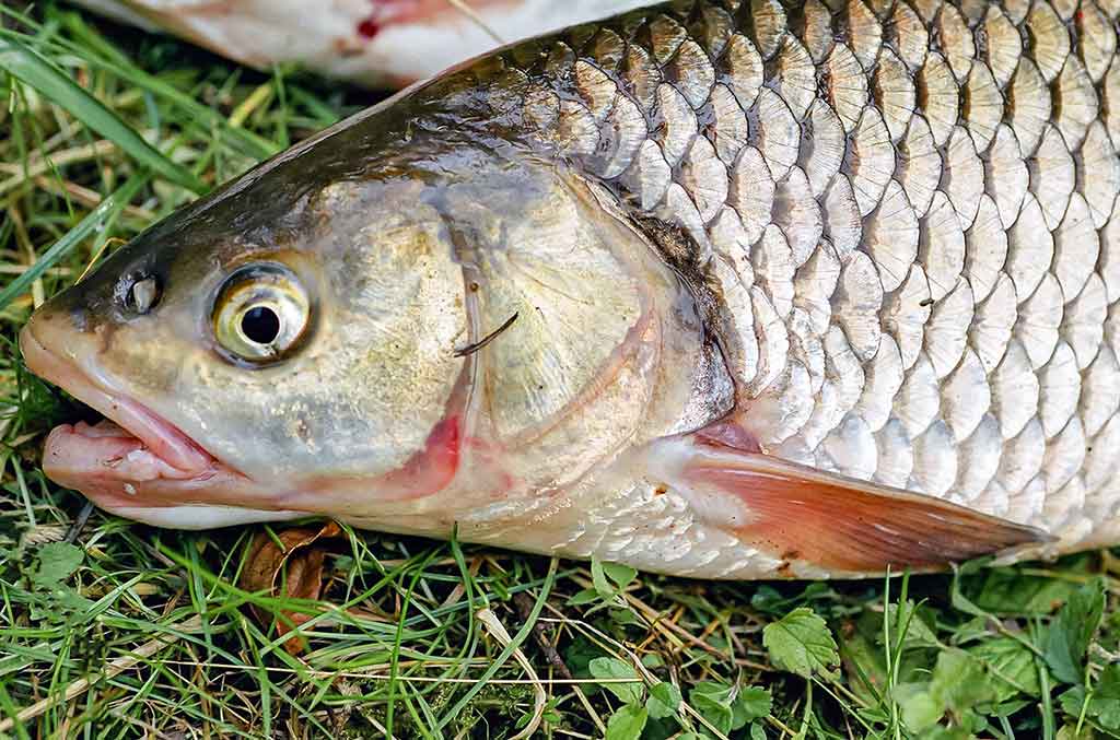 Meškeriojimas plūdine, kur gilu ir sraunu. Antra dalis Meškeriojimas plūdine, kur gilu ir sraunu. Antra dalis