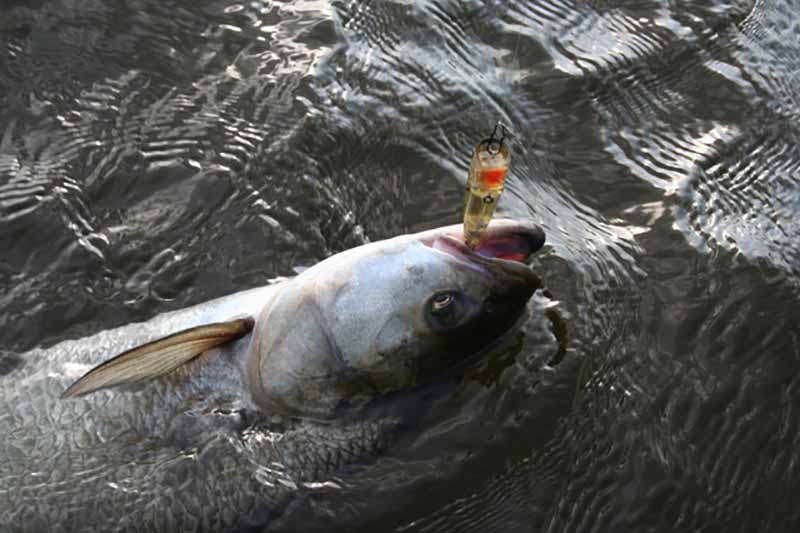 Salatis Salatis