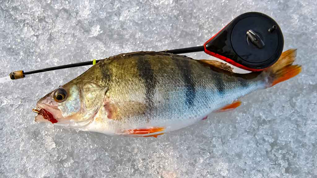 Ešerys