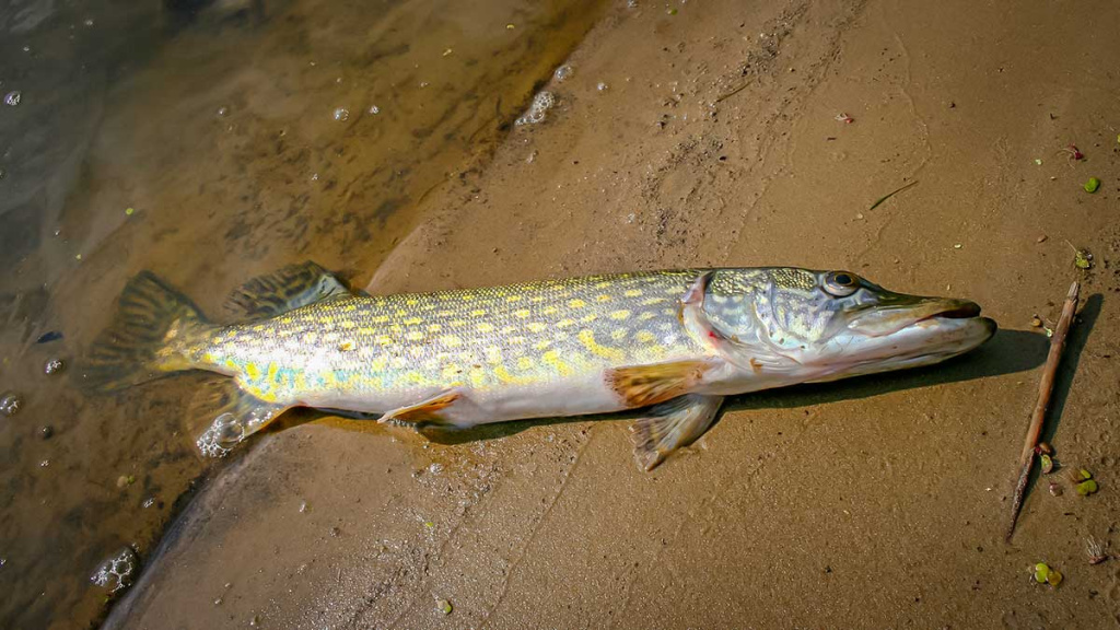 Dambologija. Pirma dalis