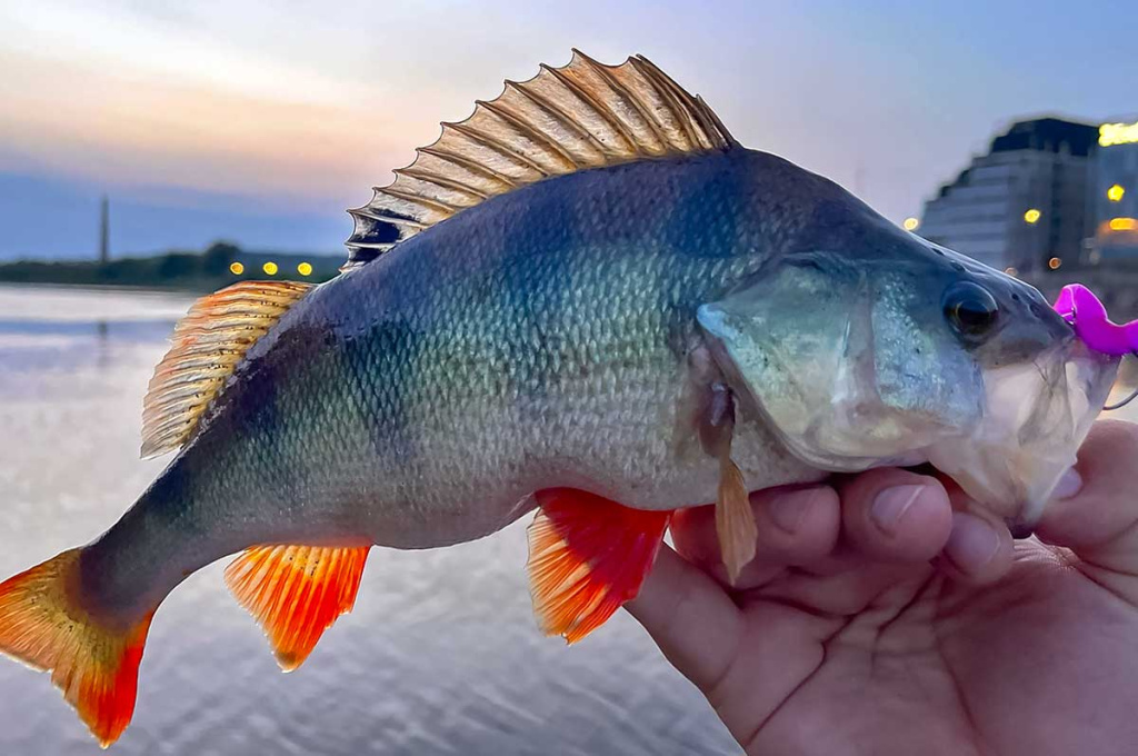 Naktinis spiningavimas vasarą ir kitais metų laikais Naktinis spiningavimas vasarą ir kitais metų laikais