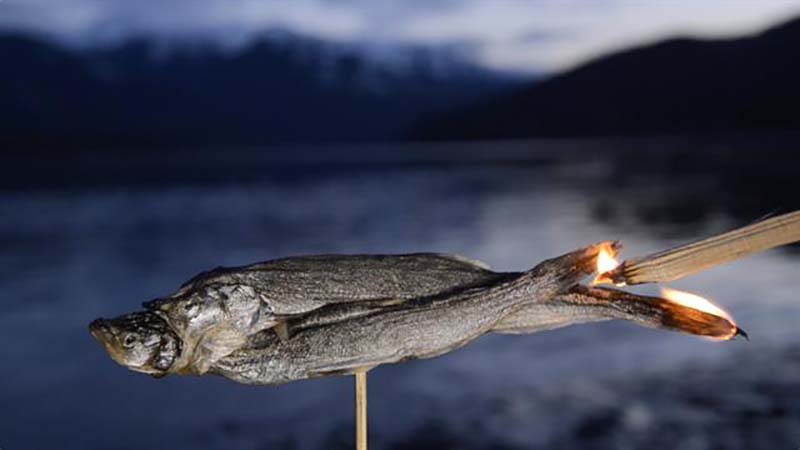 žuvis žvakė (Thaleichthys pacificus)
