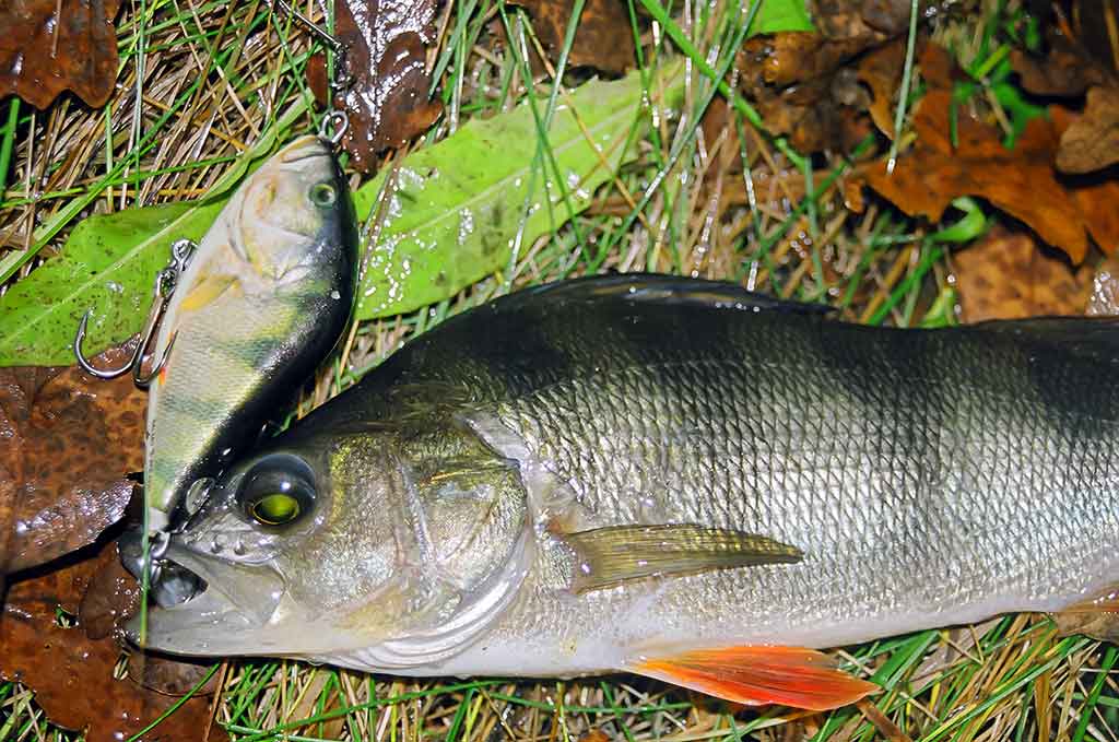 Jerk bait – stambių plėšrūnų masalas