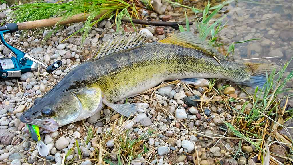 Ar sunku išmokti spiningauti? Trečia dalis
