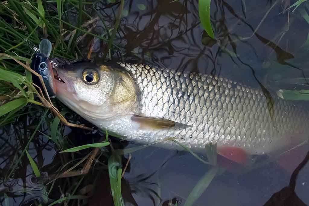 Šapalai ir vobleriai. Tinkami įrankiai