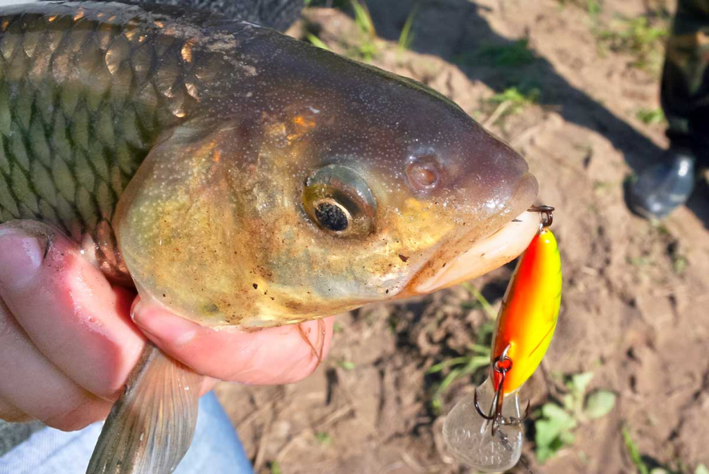 Šapalų žūklė, kai ateina gegužis. Antra dalis Šapalų žūklė, kai ateina gegužis. Antra dalis