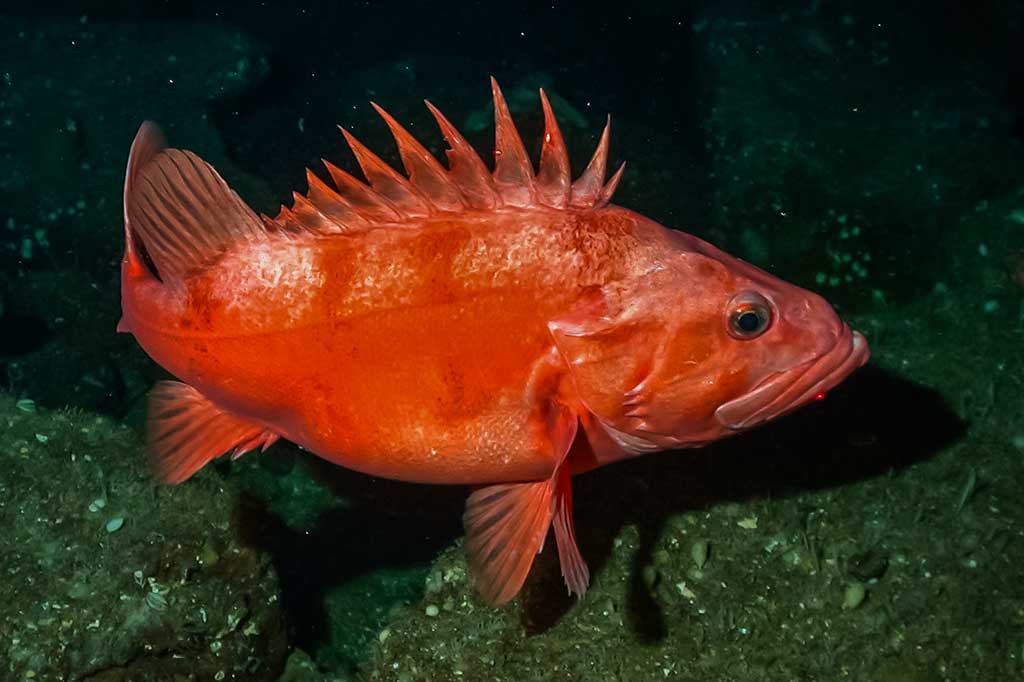 Šiaurinis jūrų ešerys (Sebastes aleutianus) Šiaurinis jūrų ešerys (Sebastes aleutianus)
