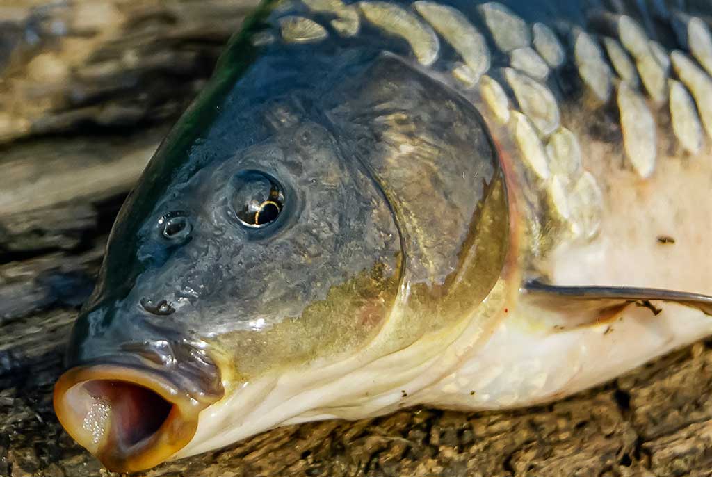Karpis Karpis