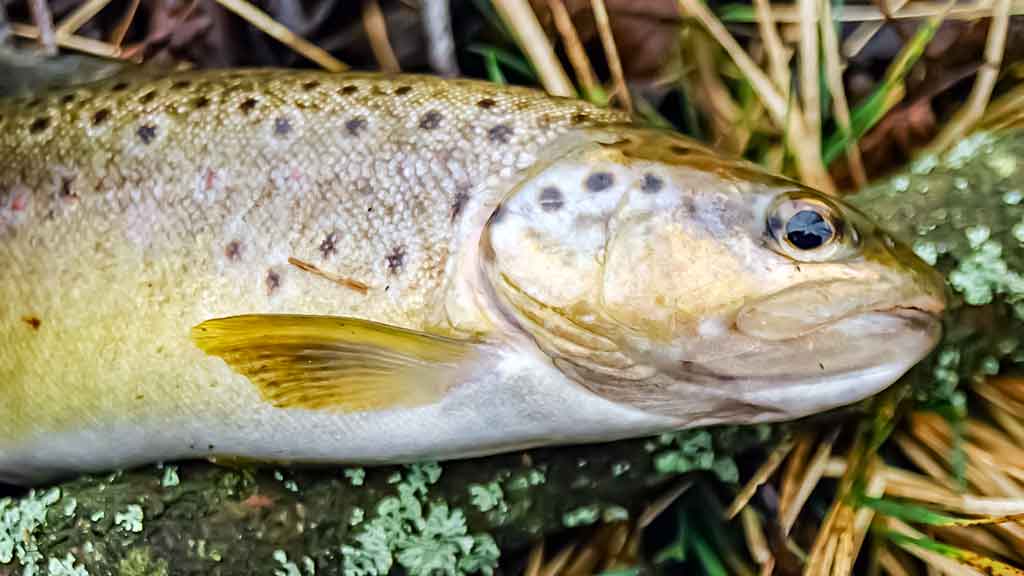 Upėtakis Upėtakis