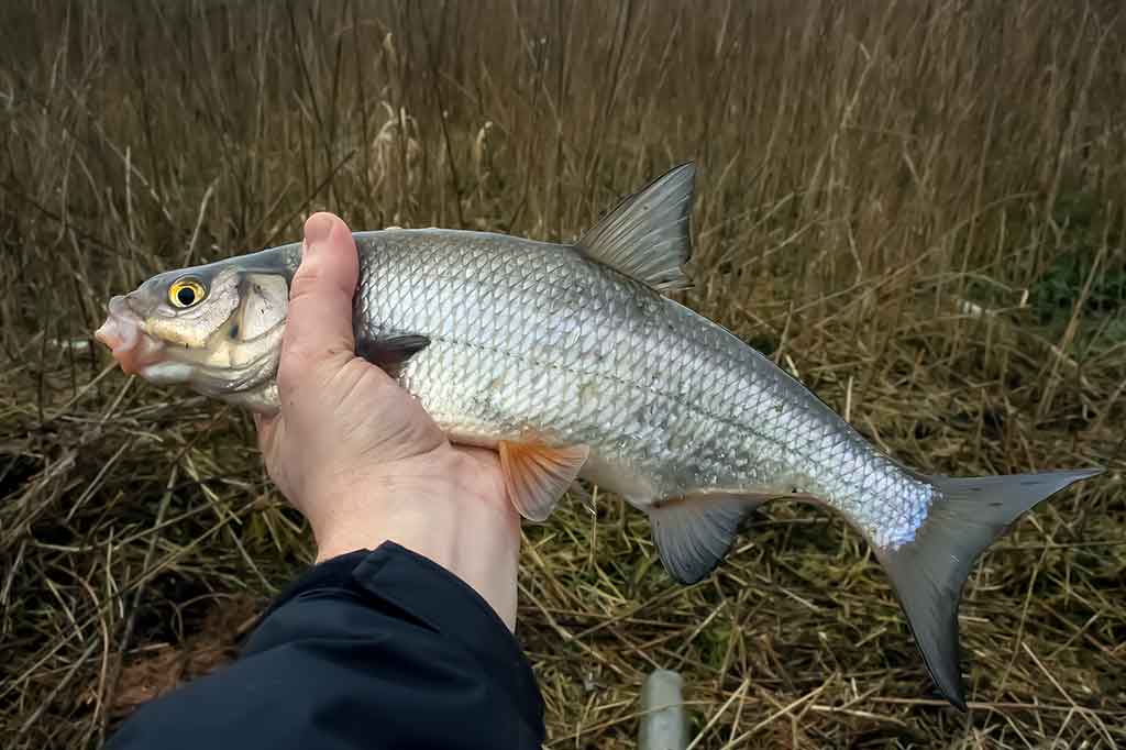Žiobrių gaudymas. Sistemėlės dugninėms