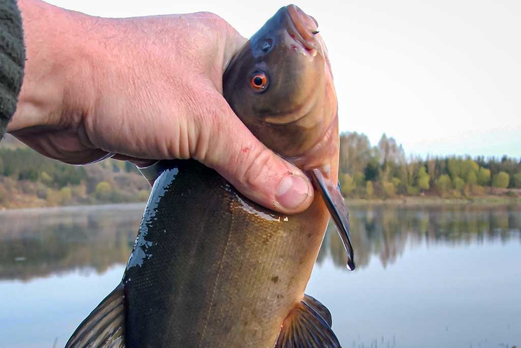 Kaip pagauti lyną?