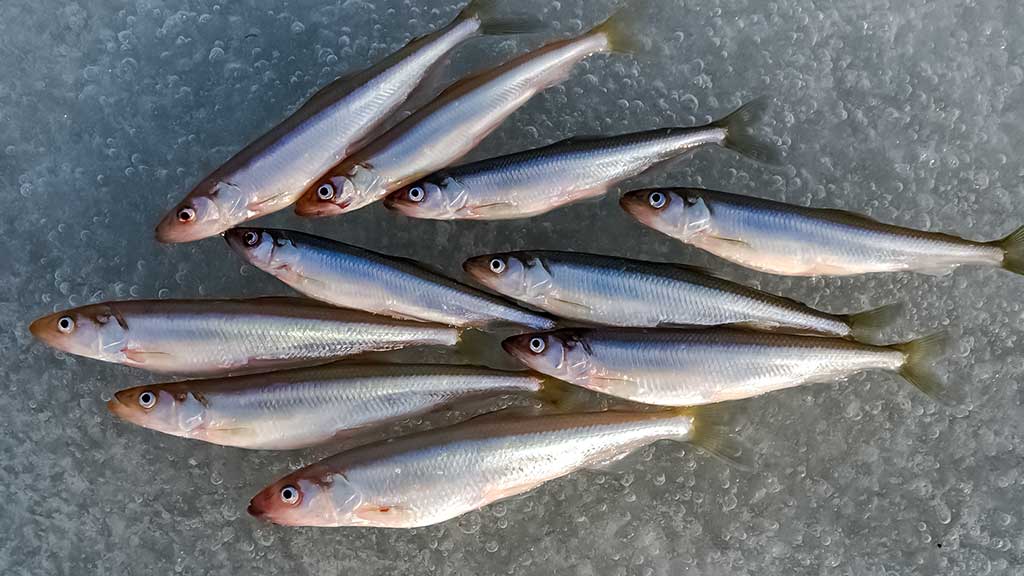 Kuršmarėse kimba ne vien stintos. Antra dalis