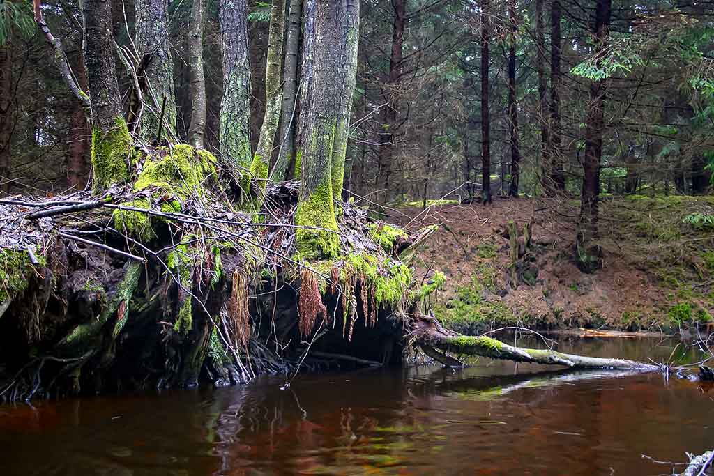 Vasaros upėtakiai Vasaros upėtakiai