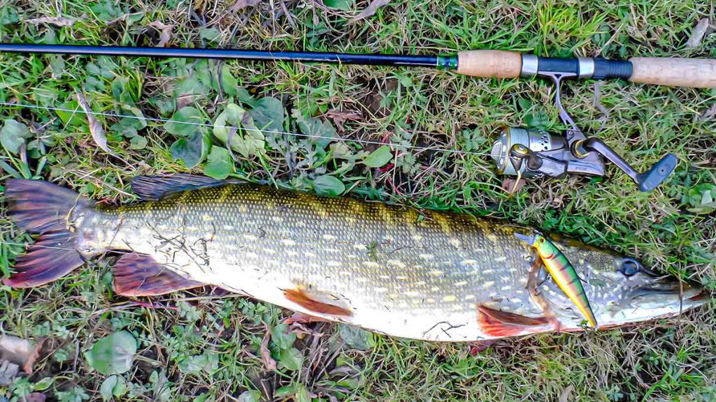 Ar sunku įsisavinti tvičingą? Spiningas Ar sunku įsisavinti tvičingą? Spiningas