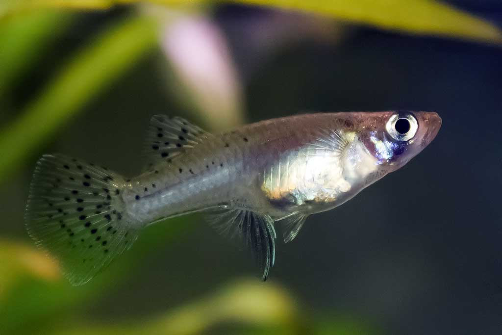 Gambuzija Gambuzija