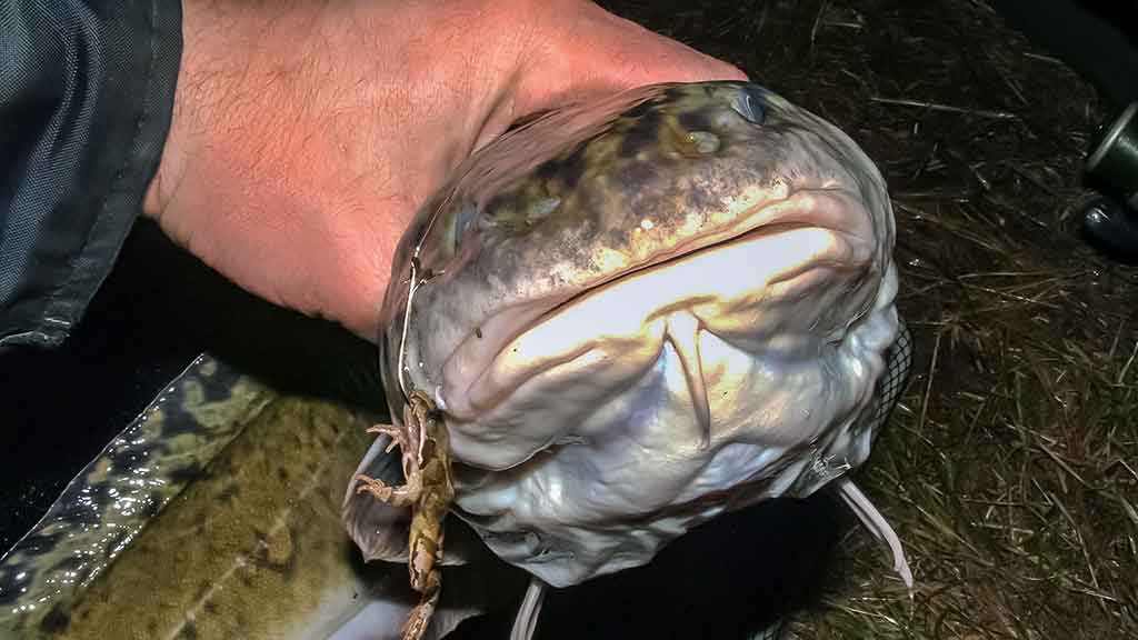 Vėgėlė Vėgėlė