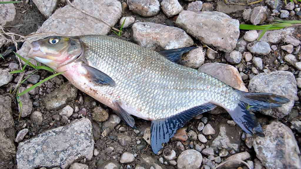 Dar šis bei tas apie kabliukus. Pirma dalis Dar šis bei tas apie kabliukus. Pirma dalis