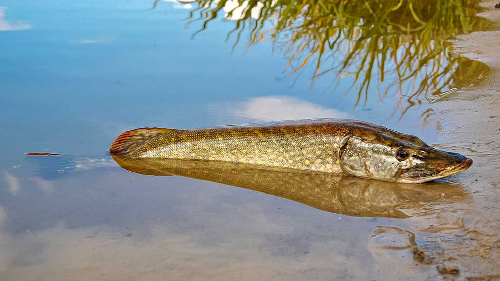 Lydeka Lydeka