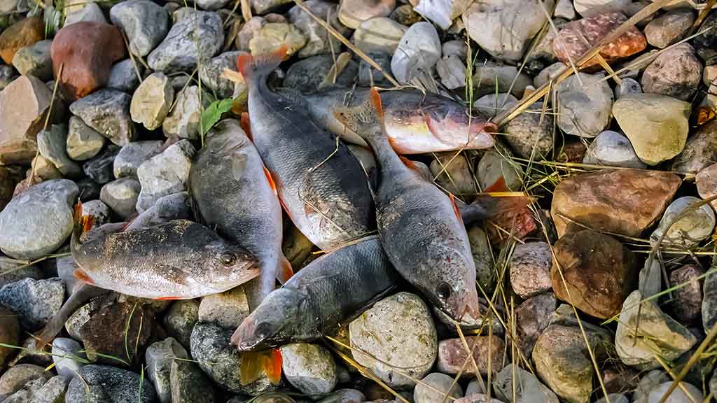 Ešerys Ešerys