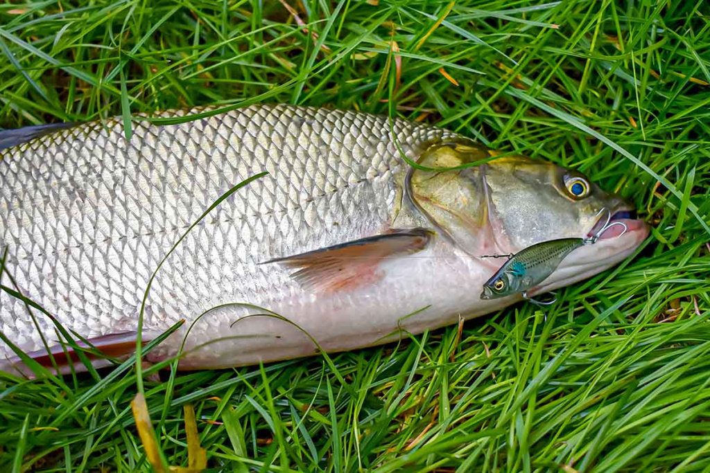 Paprastą spalio dieną prie Nevėžio. Pirma dalis