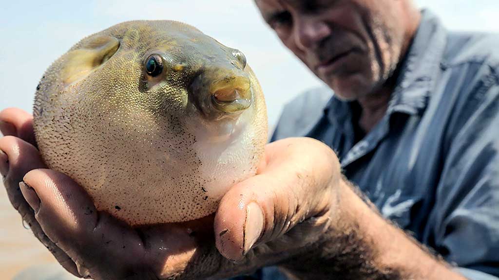 Keturdantė pūsliažuvė (Tetraodontidae)