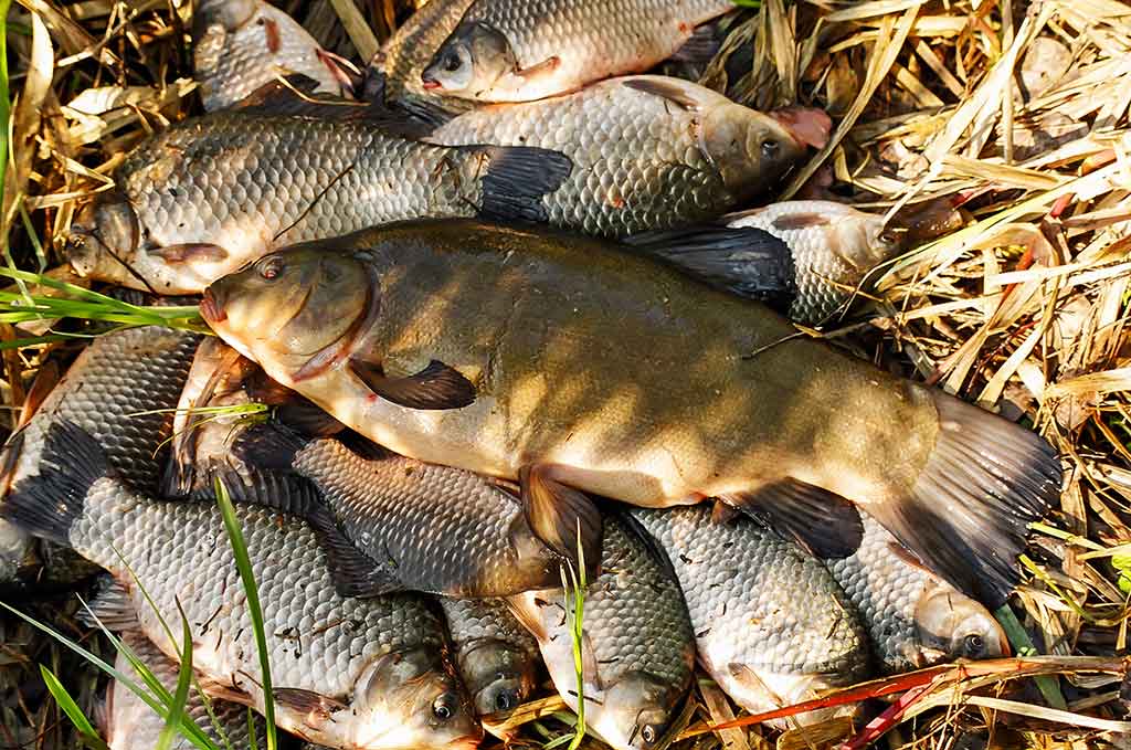 Karosus – dugnine meškere. Antra dalis Karosus – dugnine meškere. Antra dalis